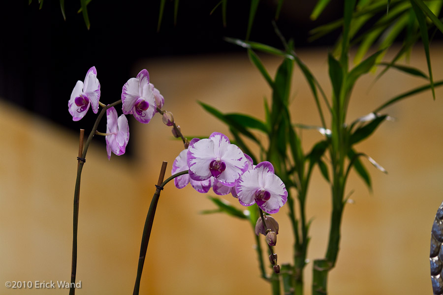 Art of Flowers Holiday Showcase 2010  - Image Name: AoF_Holiday2010_0055