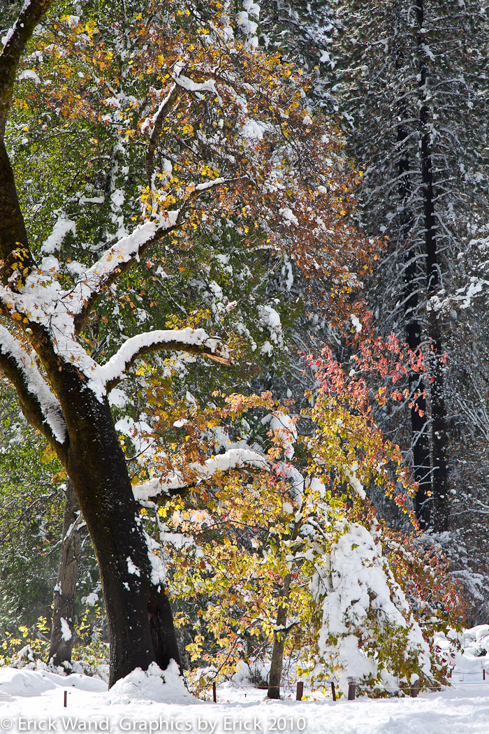 Yosemite10_6966