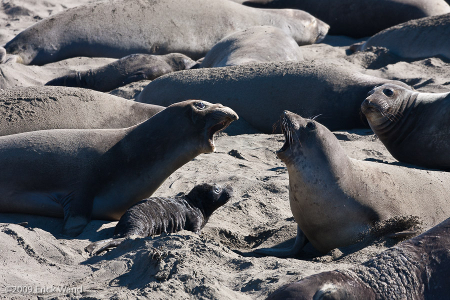 Elephant Seals at Rookery  - Image Name: PiedrasBlancas_0942