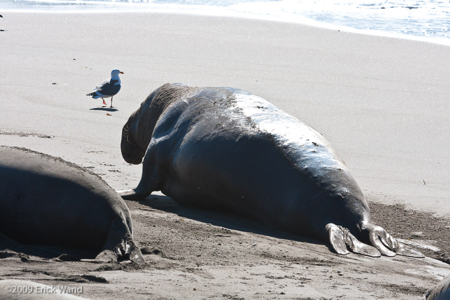 Elephant Seals at Rookery  - Image Name: PiedrasBlancas_0956