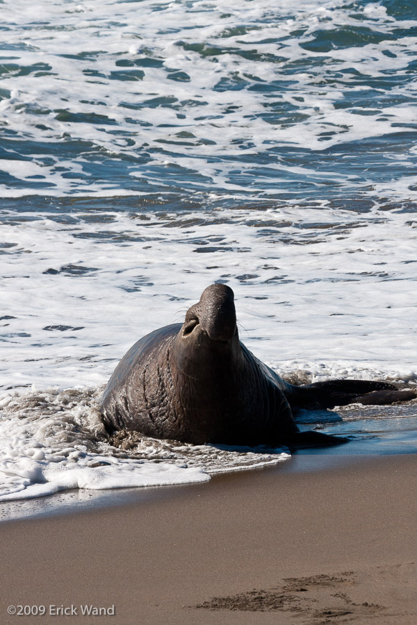 Elephant Seals at Rookery  - Image Name: PiedrasBlancas_0973
