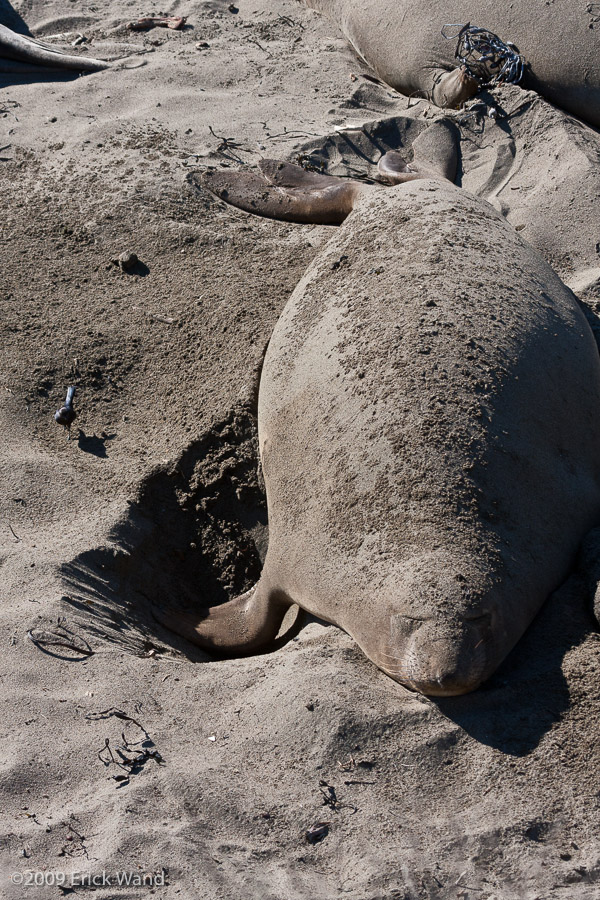 Elephant Seals at Rookery  - Image Name: PiedrasBlancas_0980