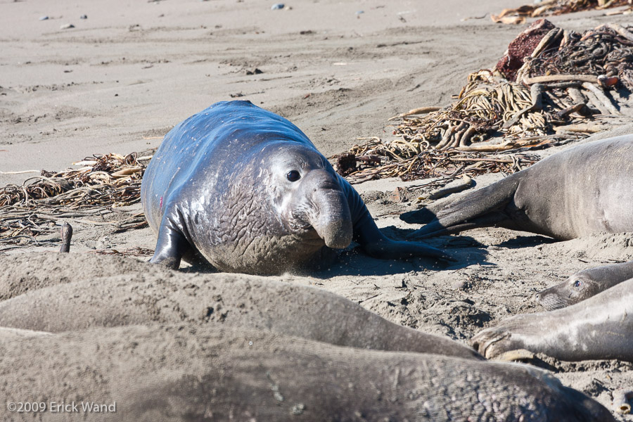 Elephant Seals at Rookery  - Image Name: PiedrasBlancas_0985