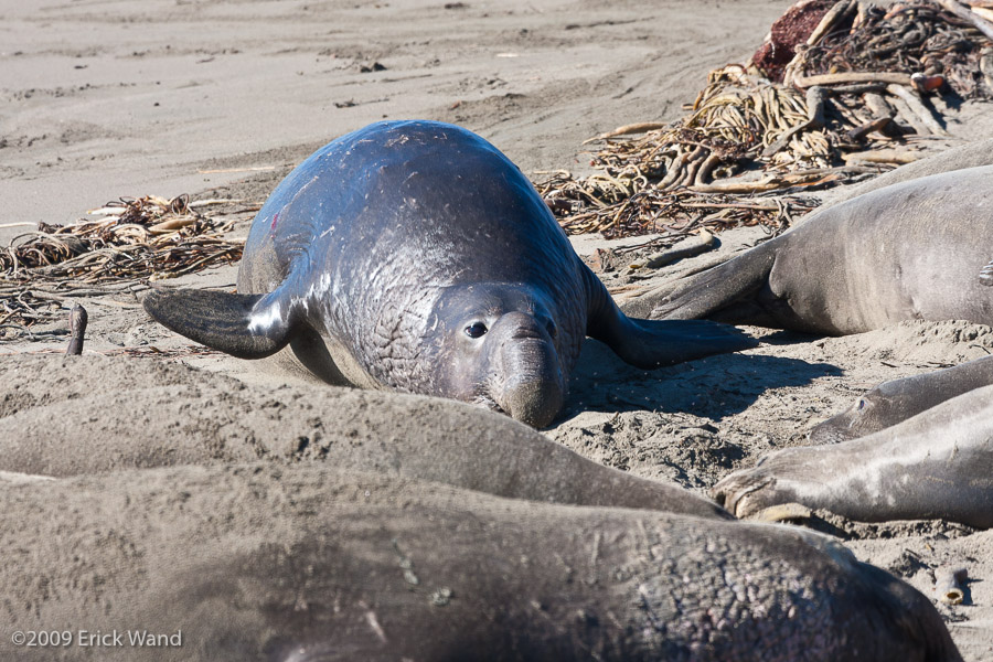 Elephant Seals at Rookery  - Image Name: PiedrasBlancas_0986