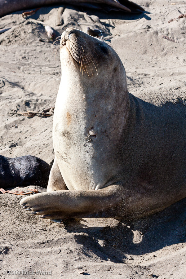 Elephant Seals at Rookery  - Image Name: PiedrasBlancas_0988