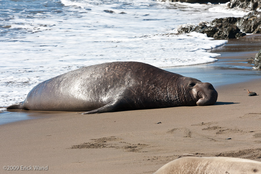 Elephant Seals at Rookery  - Image Name: PiedrasBlancas_0990