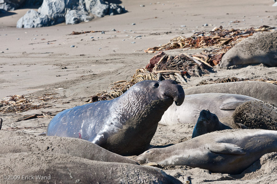 Elephant Seals at Rookery  - Image Name: PiedrasBlancas_0991