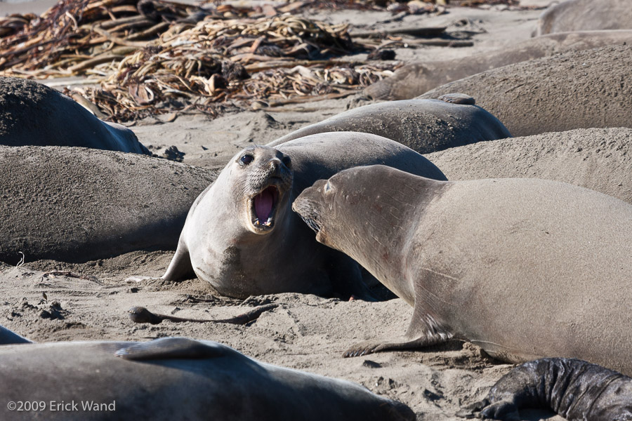 Elephant Seals at Rookery  - Image Name: PiedrasBlancas_1002