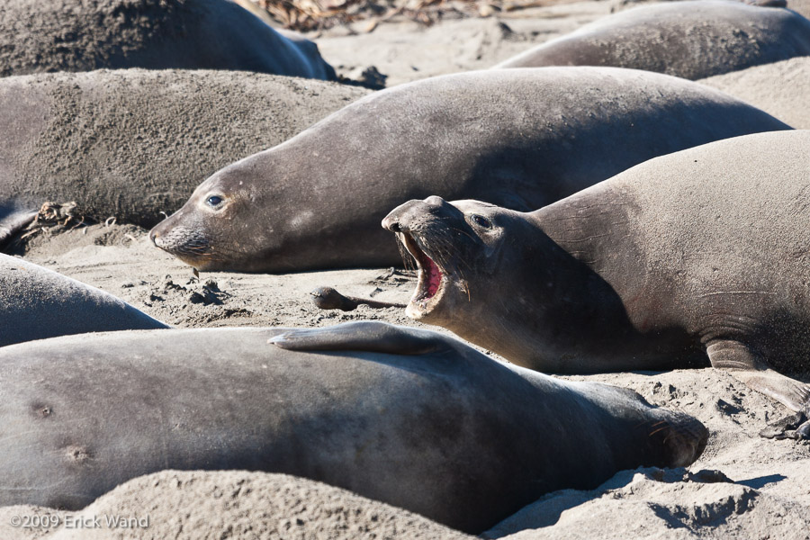 Elephant Seals at Rookery  - Image Name: PiedrasBlancas_1005