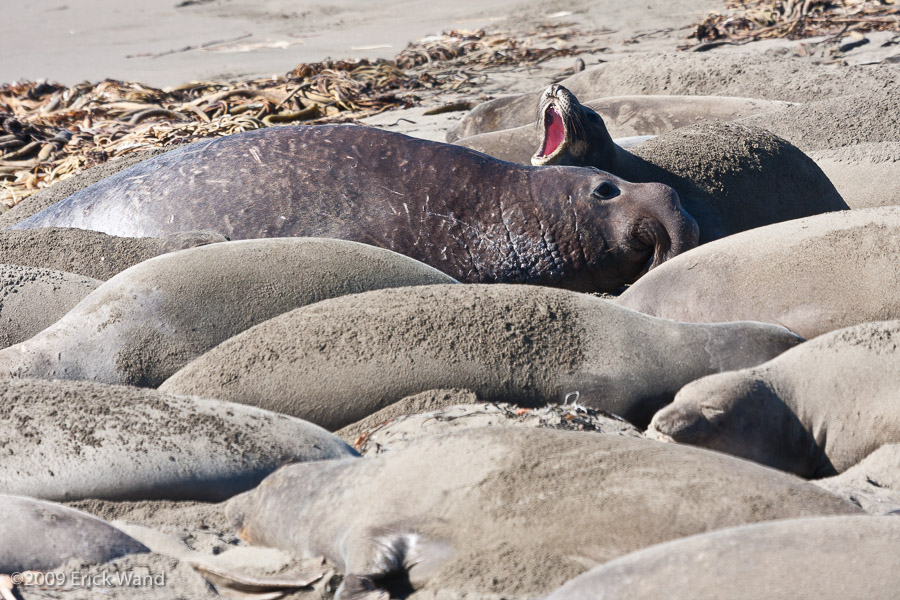 Elephant Seals at Rookery  - Image Name: PiedrasBlancas_1022