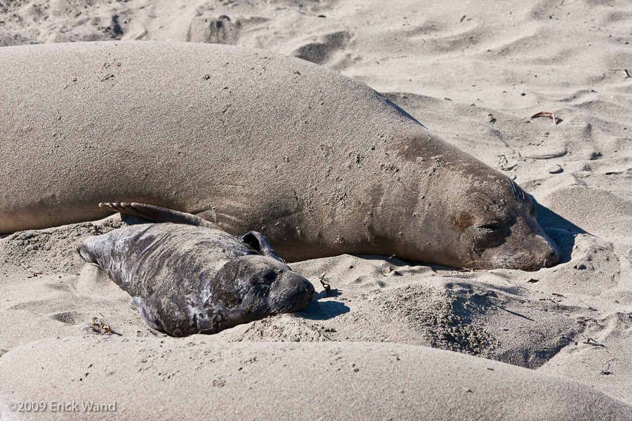 Elephant Seals at Rookery  - Image Name: PiedrasBlancas_1023