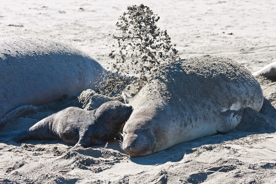 Elephant Seals at Rookery  - Image Name: PiedrasBlancas_1026