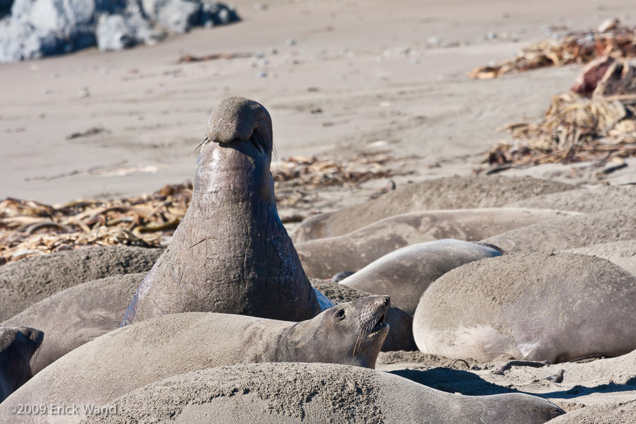 Elephant Seals at Rookery  - Image Name: PiedrasBlancas_1029