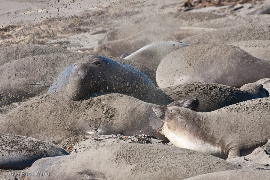 Elephant Seals at Rookery  - Image Name: PiedrasBlancas_1031