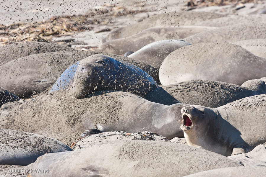 Elephant Seals at Rookery  - Image Name: PiedrasBlancas_1032
