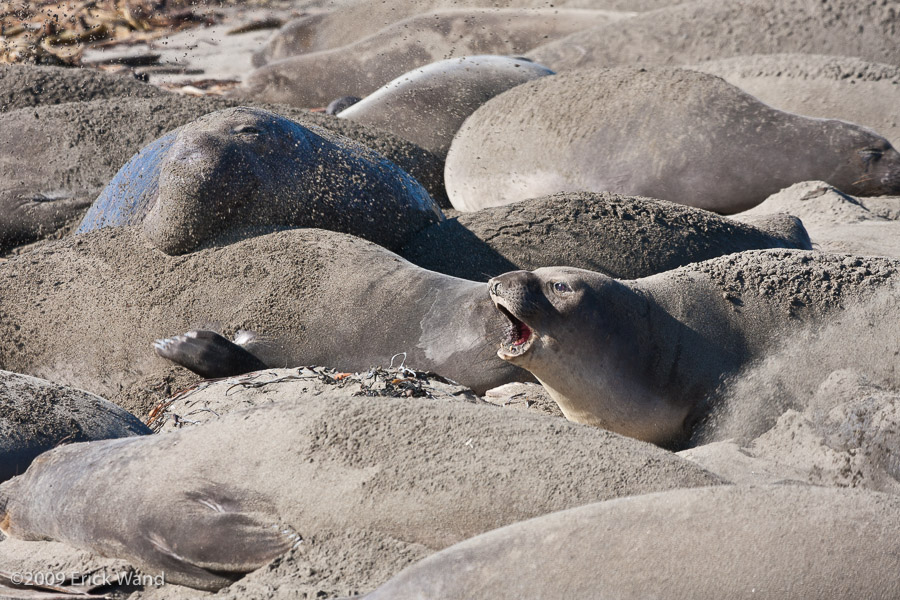 Elephant Seals at Rookery  - Image Name: PiedrasBlancas_1033