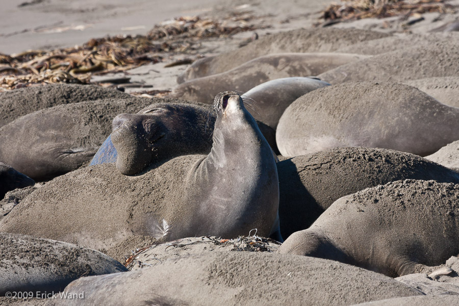 Elephant Seals at Rookery  - Image Name: PiedrasBlancas_1035