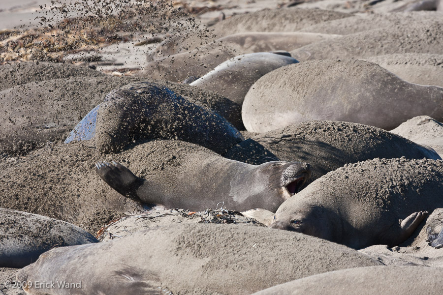 Elephant Seals at Rookery  - Image Name: PiedrasBlancas_1036