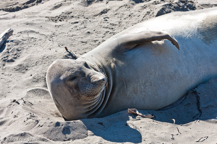 Elephant Seals at Rookery  - Image Name: PiedrasBlancas_1040