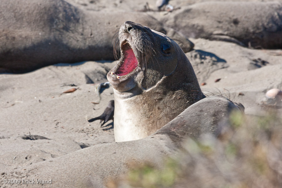 Elephant Seals at Rookery  - Image Name: PiedrasBlancas_1042