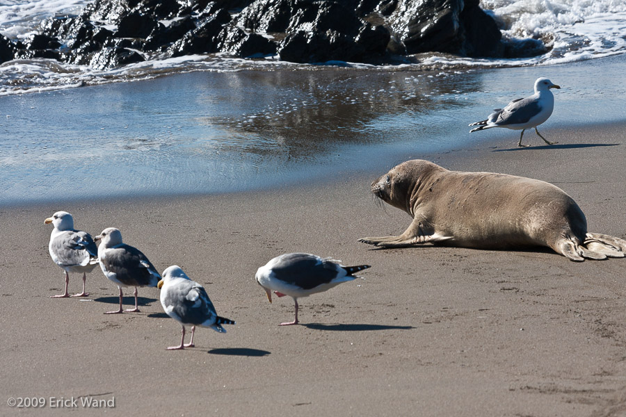 Elephant Seals at Rookery  - Image Name: PiedrasBlancas_1049