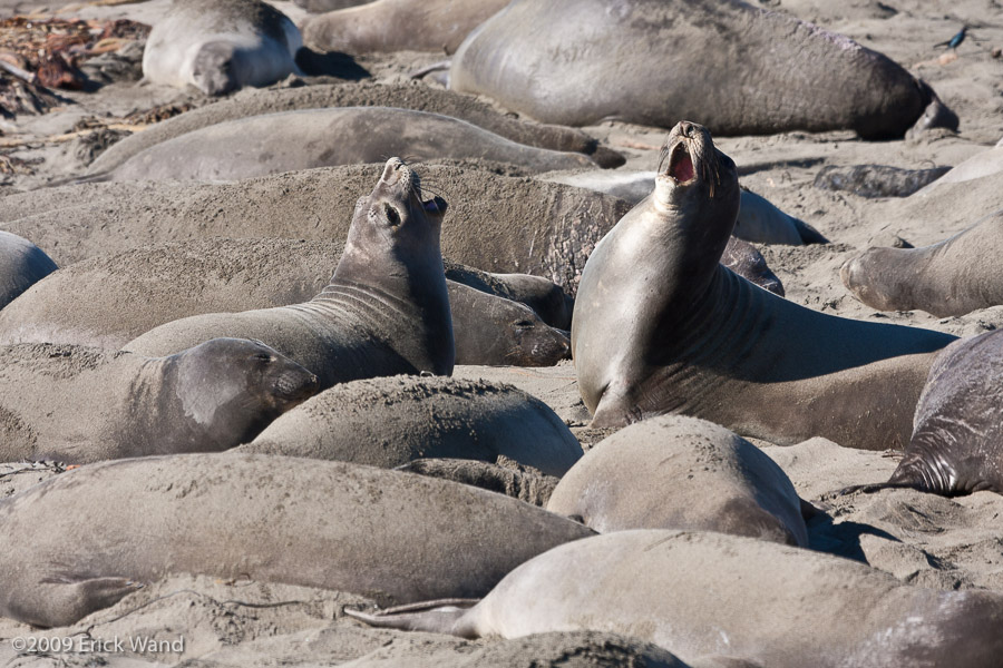Elephant Seals at Rookery  - Image Name: PiedrasBlancas_1051