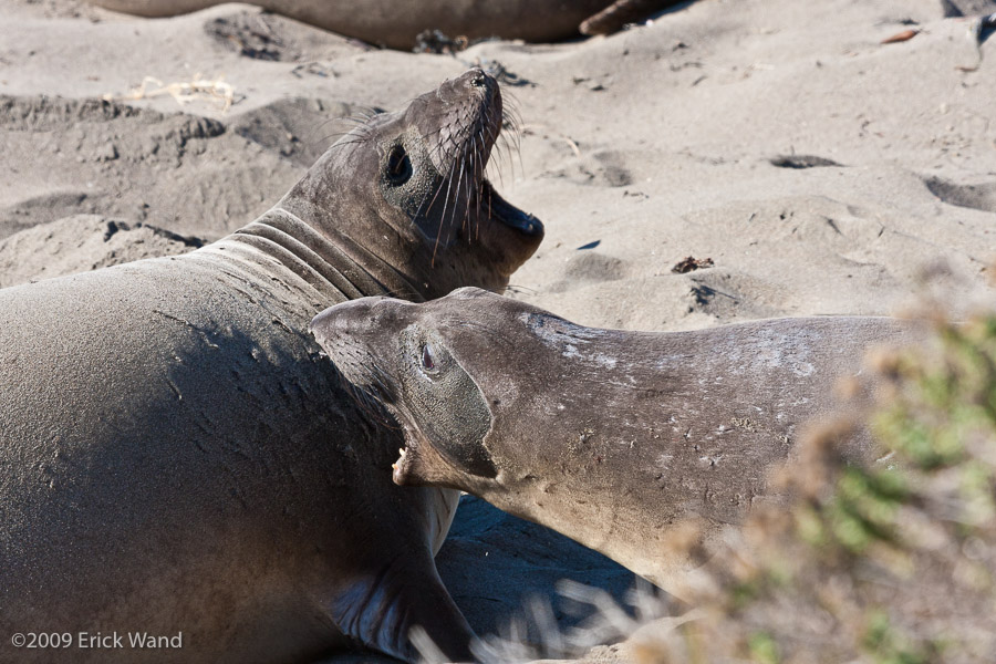Elephant Seals at Rookery  - Image Name: PiedrasBlancas_1053