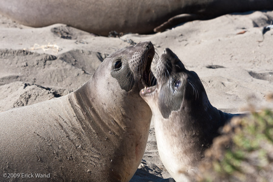 Elephant Seals at Rookery  - Image Name: PiedrasBlancas_1055