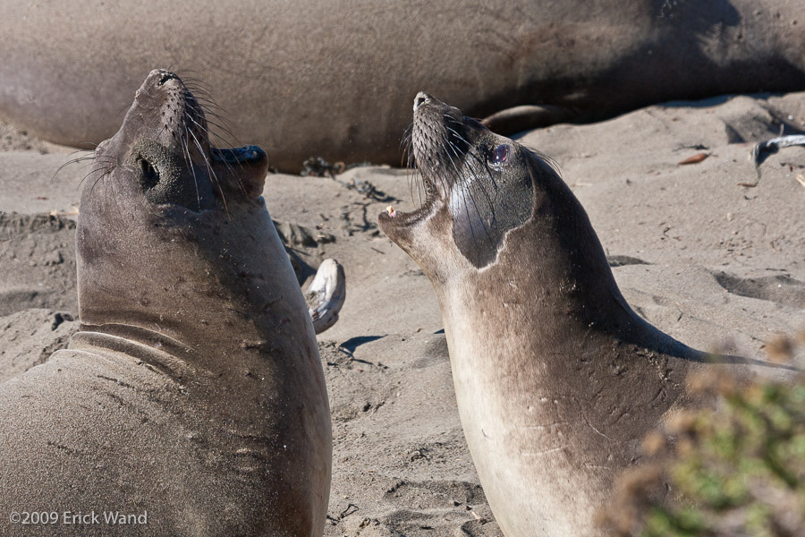 Elephant Seals at Rookery  - Image Name: PiedrasBlancas_1056