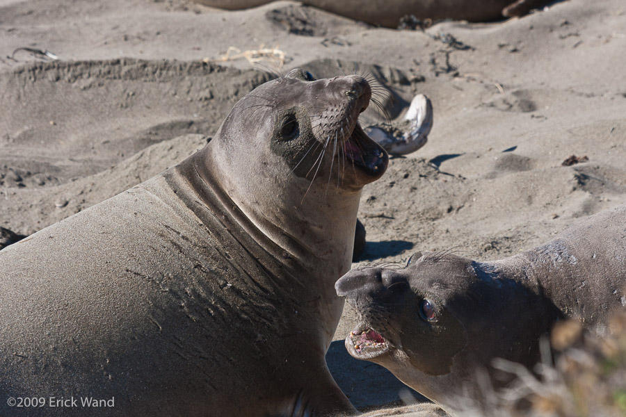 Elephant Seals at Rookery  - Image Name: PiedrasBlancas_1057