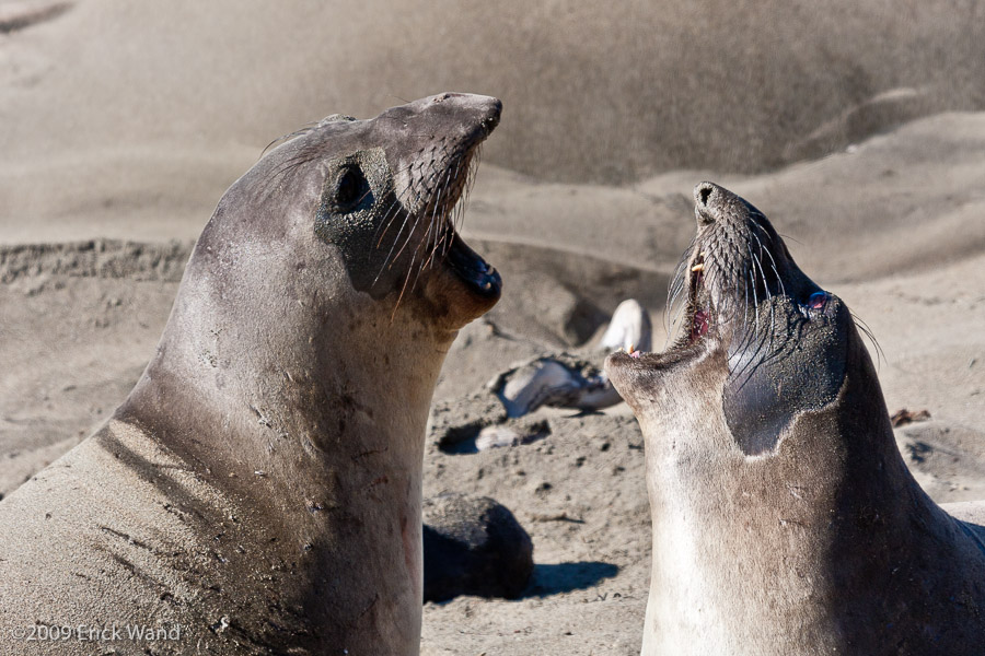 Elephant Seals at Rookery  - Image Name: PiedrasBlancas_1063
