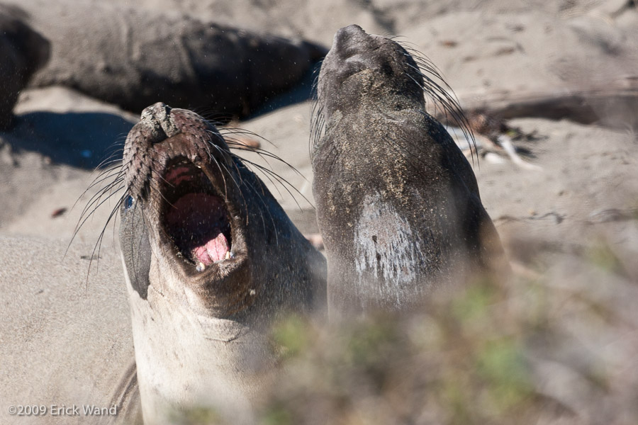 Elephant Seals at Rookery  - Image Name: PiedrasBlancas_1072