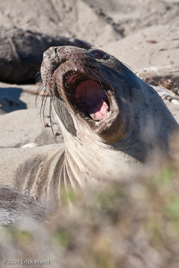 Elephant Seals at Rookery  - Image Name: PiedrasBlancas_1074
