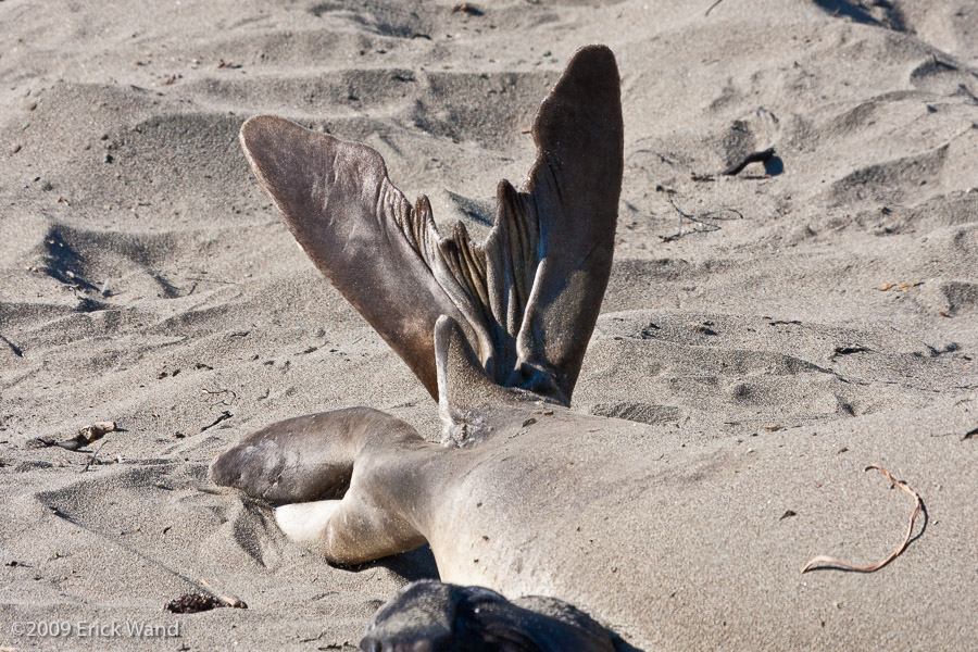 Elephant Seals at Rookery  - Image Name: PiedrasBlancas_1075