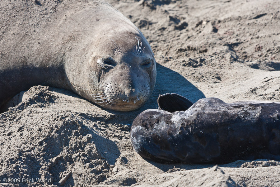 Elephant Seals at Rookery  - Image Name: PiedrasBlancas_1076