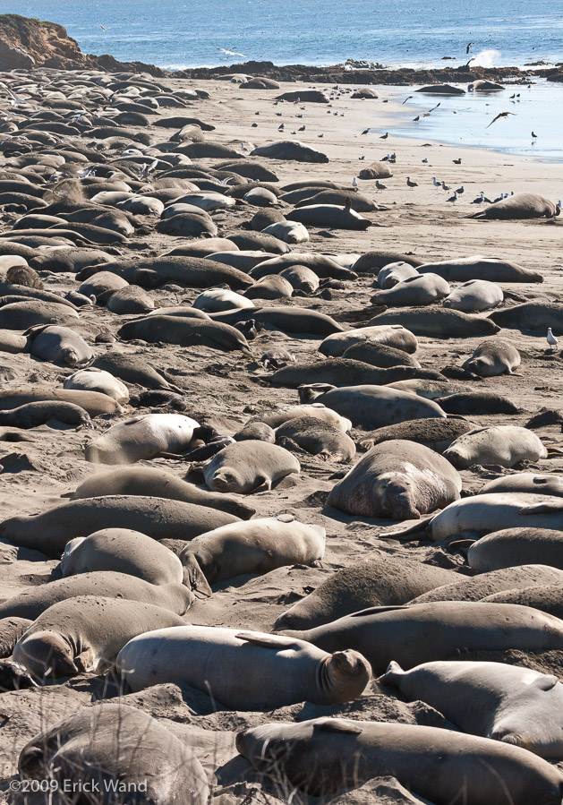Elephant Seals at Rookery  - Image Name: PiedrasBlancas_1082
