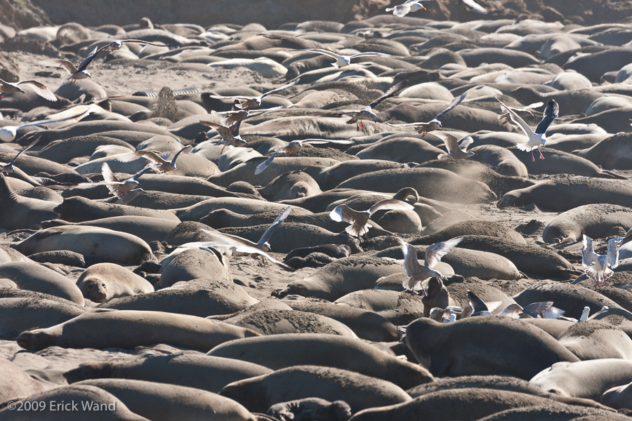 Elephant Seals at Rookery  - Image Name: PiedrasBlancas_1083