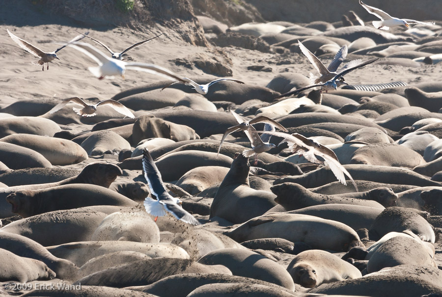 Elephant Seals at Rookery  - Image Name: PiedrasBlancas_1084