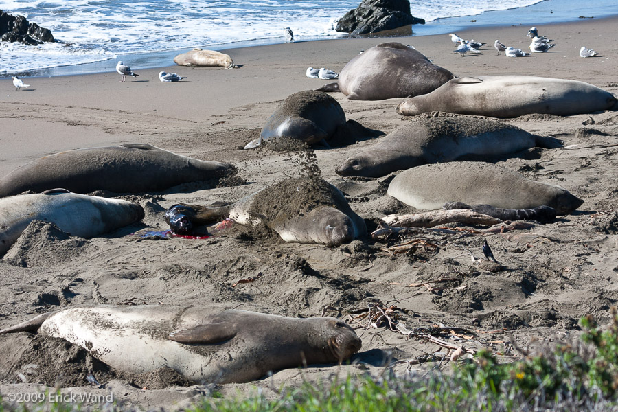 Elephant Seals at Rookery  - Image Name: PiedrasBlancas_1086