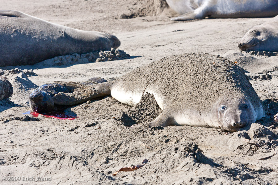 Elephant Seals at Rookery  - Image Name: PiedrasBlancas_1091