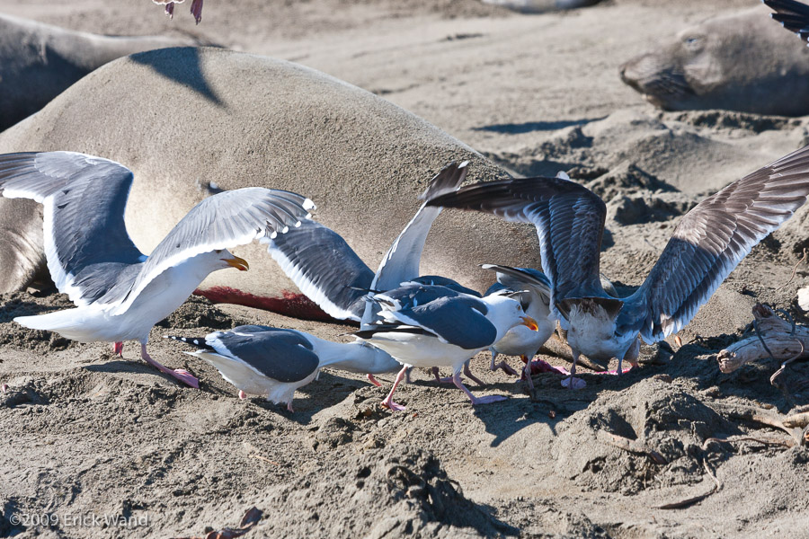 Elephant Seals at Rookery  - Image Name: PiedrasBlancas_1127