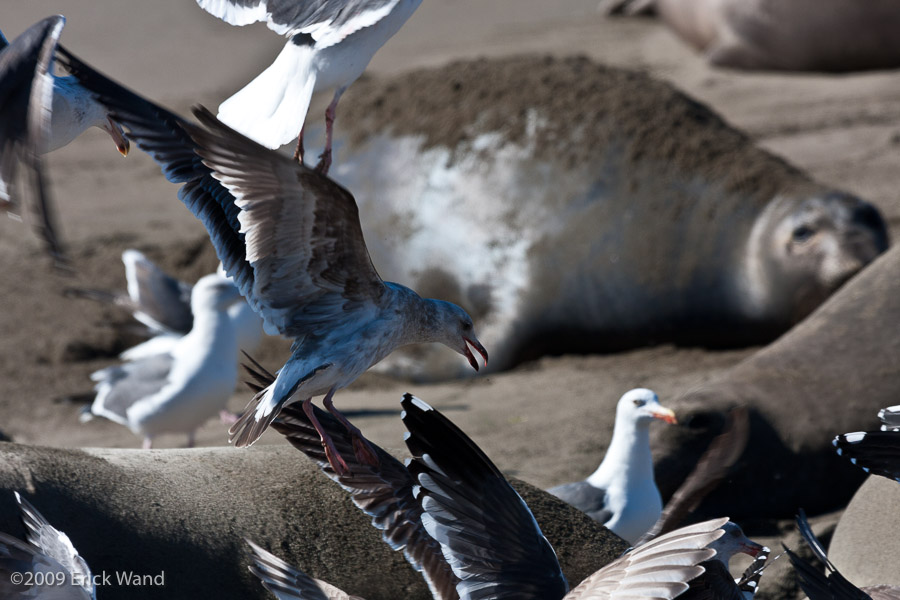 Elephant Seals at Rookery  - Image Name: PiedrasBlancas_1141