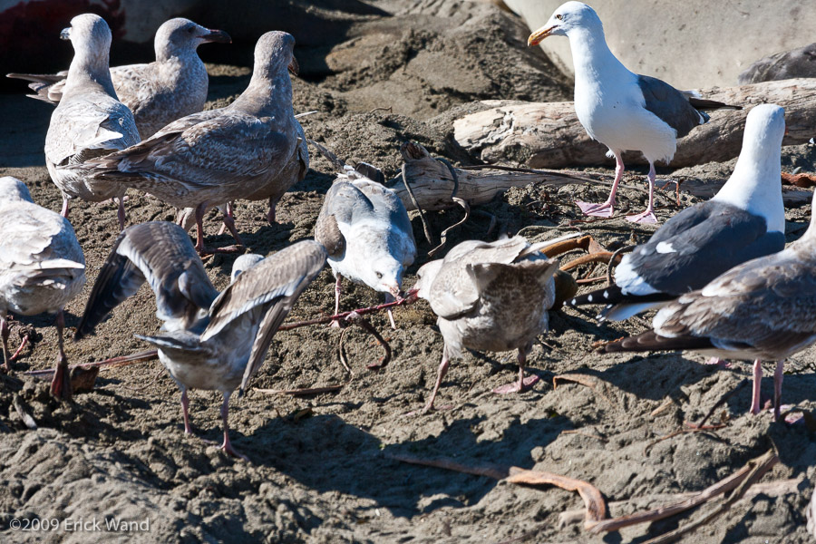 Elephant Seals at Rookery  - Image Name: PiedrasBlancas_1155