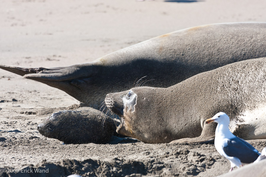 Elephant Seals at Rookery  - Image Name: PiedrasBlancas_1177