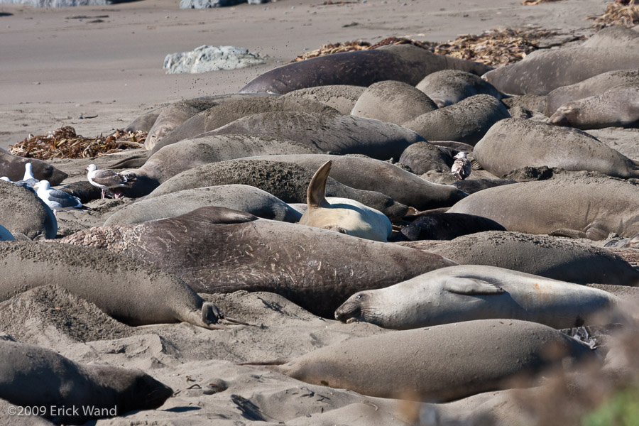 Elephant Seals at Rookery  - Image Name: PiedrasBlancas_1180