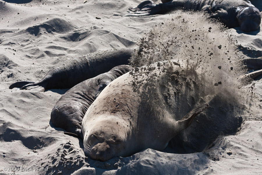 Elephant Seals at Rookery  - Image Name: PiedrasBlancas_1192