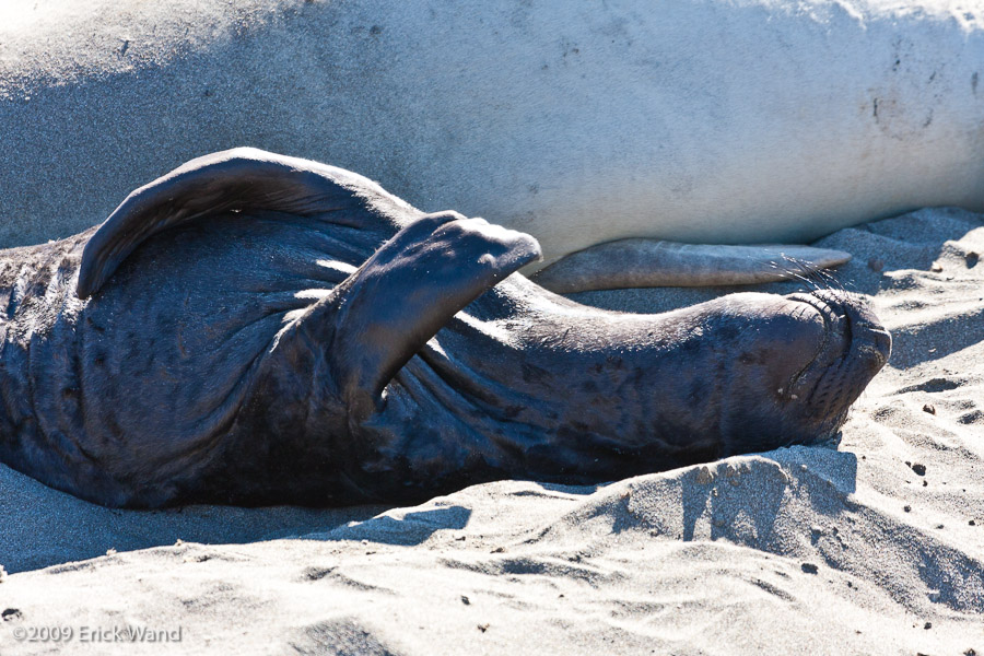 Elephant Seals at Rookery  - Image Name: PiedrasBlancas_1206