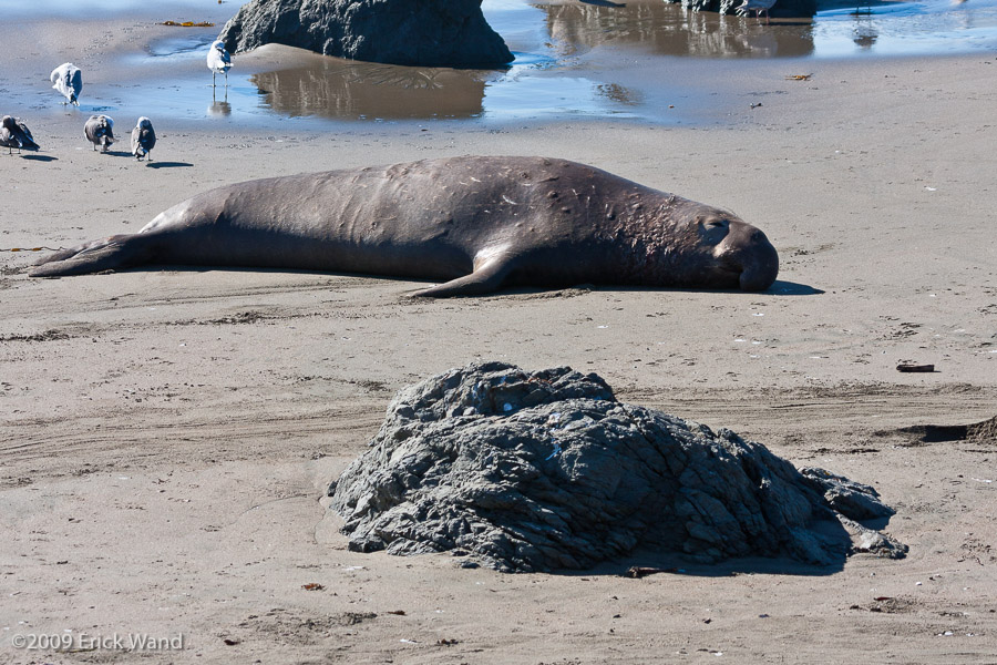 Elephant Seals at Rookery  - Image Name: PiedrasBlancas_1208