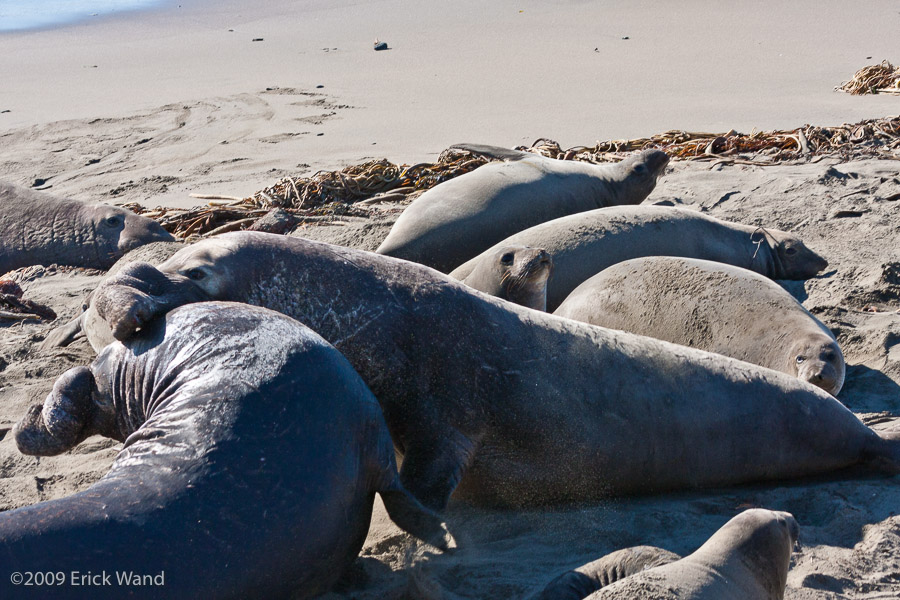 Elephant Seals at Rookery  - Image Name: PiedrasBlancas_1256