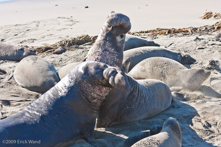 Elephant Seals at Rookery  - Image Name: PiedrasBlancas_1260